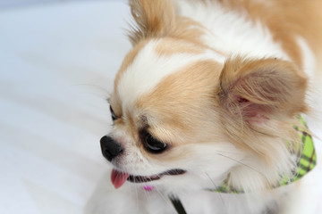 White and brown female Chihuahua dog sitting on the chair.