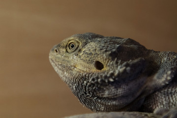 closeup portrait photo of a Bearded Dragon
