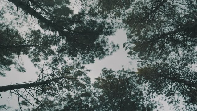 copas de &aacute;rboles cielo