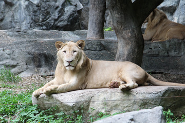 The lion relax on a big rock in the zoo.