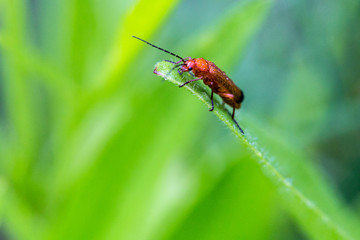 grimpeur au sommet (insecte)