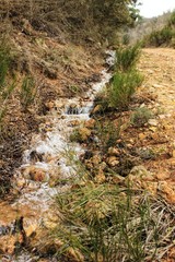 Creek between vegetation in the mountain
