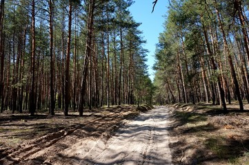 A sandy dirt road through a pine forest