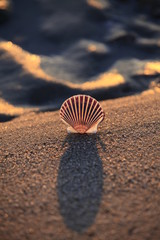 Scallop in the sand II