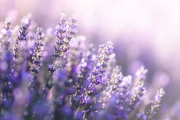 Foto op Canvas Vergrote weergave van lavendel in de Provence, Frankrijk © Beboy