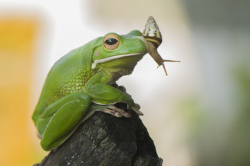 Snail and frog
