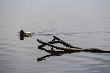Duck gliding by on still lake