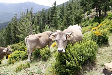 Fototapeta na wymiar Vacas pastando hierba