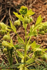 Helleborus Foetidus plant in the mountain