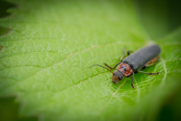 Red and black beetle crawling on green leaf