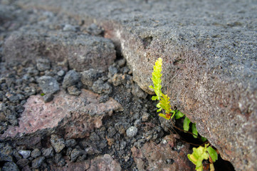 冷え固まった溶岩から生える植物