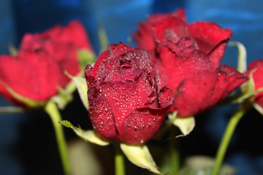 rote Rosen mit Wassertropfen