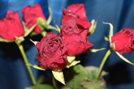 rote Rosen mit Wassertropfen