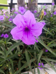 the purple flower beautiful is has sunshine hot
