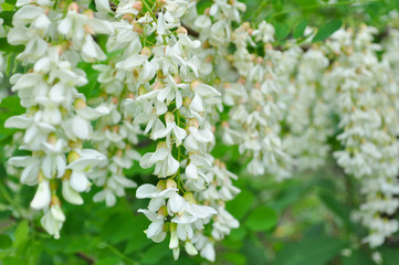 Acacia tree flowers blooming in the spring. Acacia flowers branch with a green background