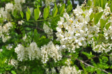 Acacia tree flowers blooming in the spring. Acacia flowers branch with a green background