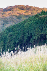 Cyprus trees in japan in autumn