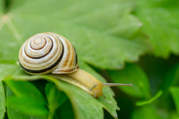 Close up macro of snail creeping on green leafs