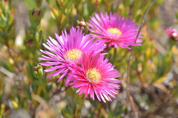 Obraz premium beautiful pink flowers