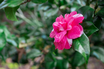 A beautiful pink flower. Magnolia.