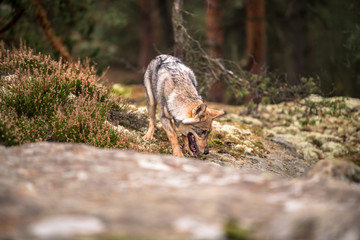The gray wolf or grey wolf (Canis lupus) standing on a rock	