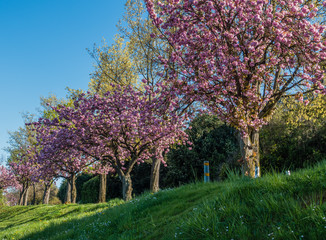 Blossoms Along Lake Washington 3