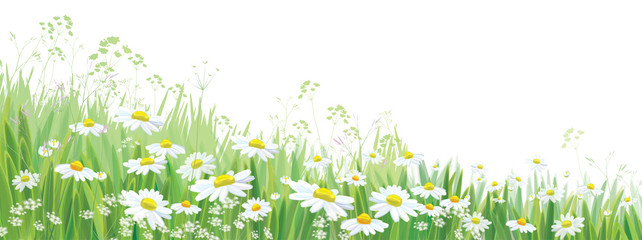 Obraz premium Vector blossoming daisy flowers field, nature border isolated.