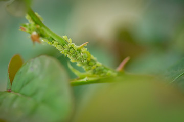 Close up macro of large amount of small green aphids on rose branche