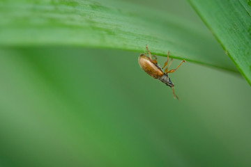 Red and black beetle crawling on edge of green leaf