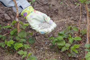 Naklejka premium Farmer hand dressed in a glove giving chemical fertilizer to soil next to the raspberry bushes in the garden