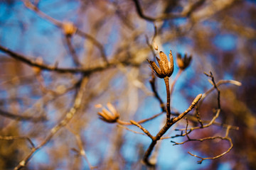 Tulip tree in early spring against the blue sky