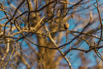 Tulip tree in early spring against the blue sky