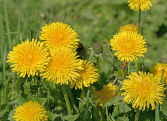 Blühender Löwenzahn, Taraxacum