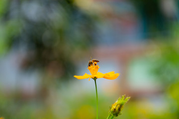 Bee on flower pollen in the leg.
