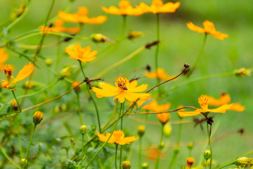 Bee on flower pollen in the leg.