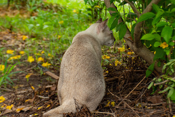The gray cat in the garden