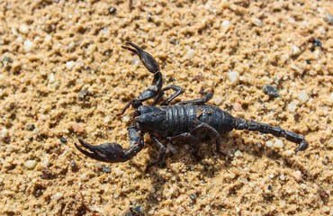 live black scorpion (Emperor Scorpion)