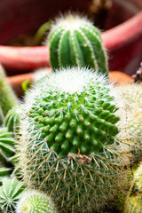Small Cactus beautiful