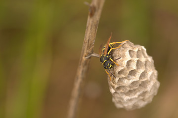 wasp nest in the nature