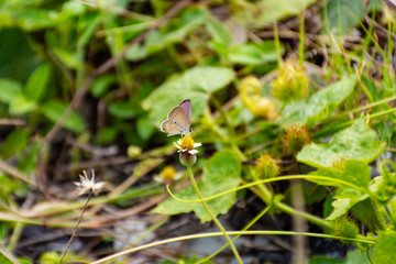 Brown butterfly on a leaf.