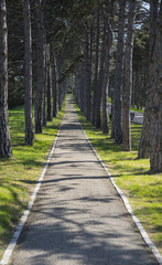 Fototapeta premium Alley among the pines in Sapun Mountain. Sevastopol, Crimea