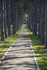 Obraz premium Alley among the pines in Sapun Mountain. Sevastopol, Crimea