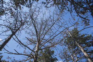 Pine forest in spring, bottom view