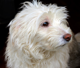 white fluffy dog on a dark background