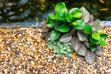 Trees and stones from its background