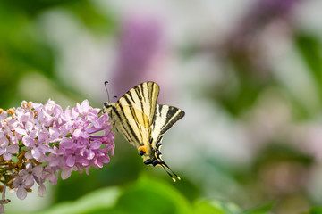 Eastern swallowtail butterfly (Papilio glaucus) on lilac bush flowers collecting pollen, blurred colorful background