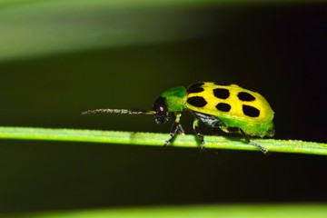 A Spotted Cucumber beetle (Diabrotica undecimpunctata) facing left along a pine needle with a dark shadows in the background.