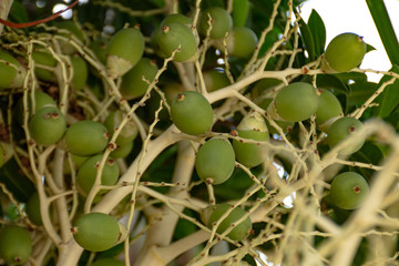 Effect of Palm trees , Dypsis lutescens