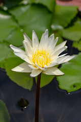 White Lotus Flower