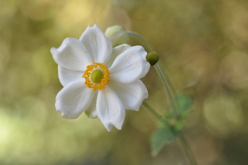white flower1
